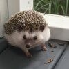 haute_hedgehog